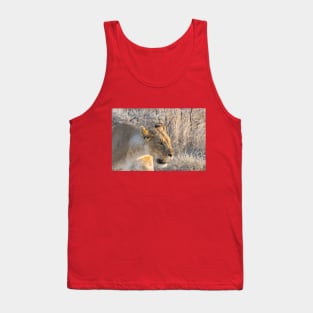 Namibia. Etosha National Park. Queen Lioness. Tank Top